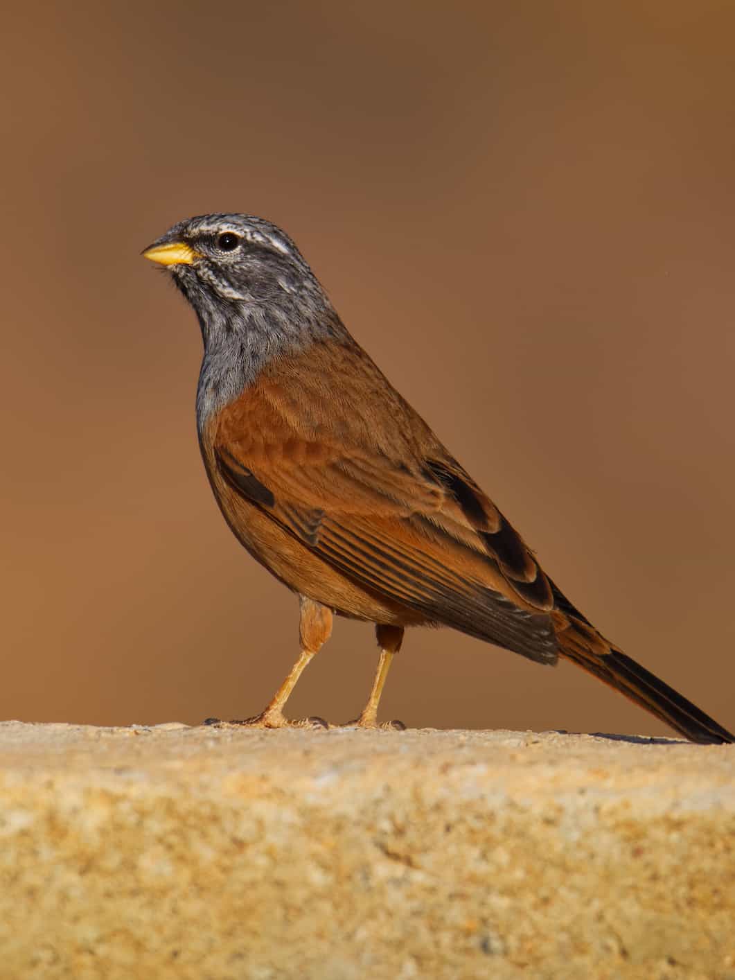 工芸品 milktea birds  Bunting 工芸品 milktea birds Bunting 工芸品 milktea birds Bunting