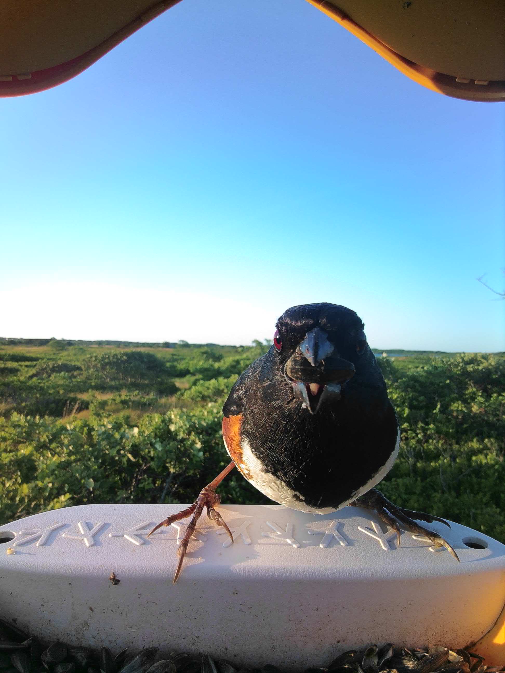 Christmas Appliqué Robin – Printable Template And Cushion DIY - Foto 4