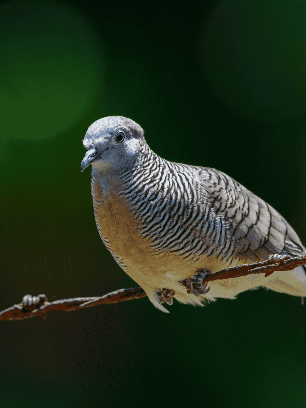 Peaceful Dove vs Spotted Dove - Birdbuddy WIKI