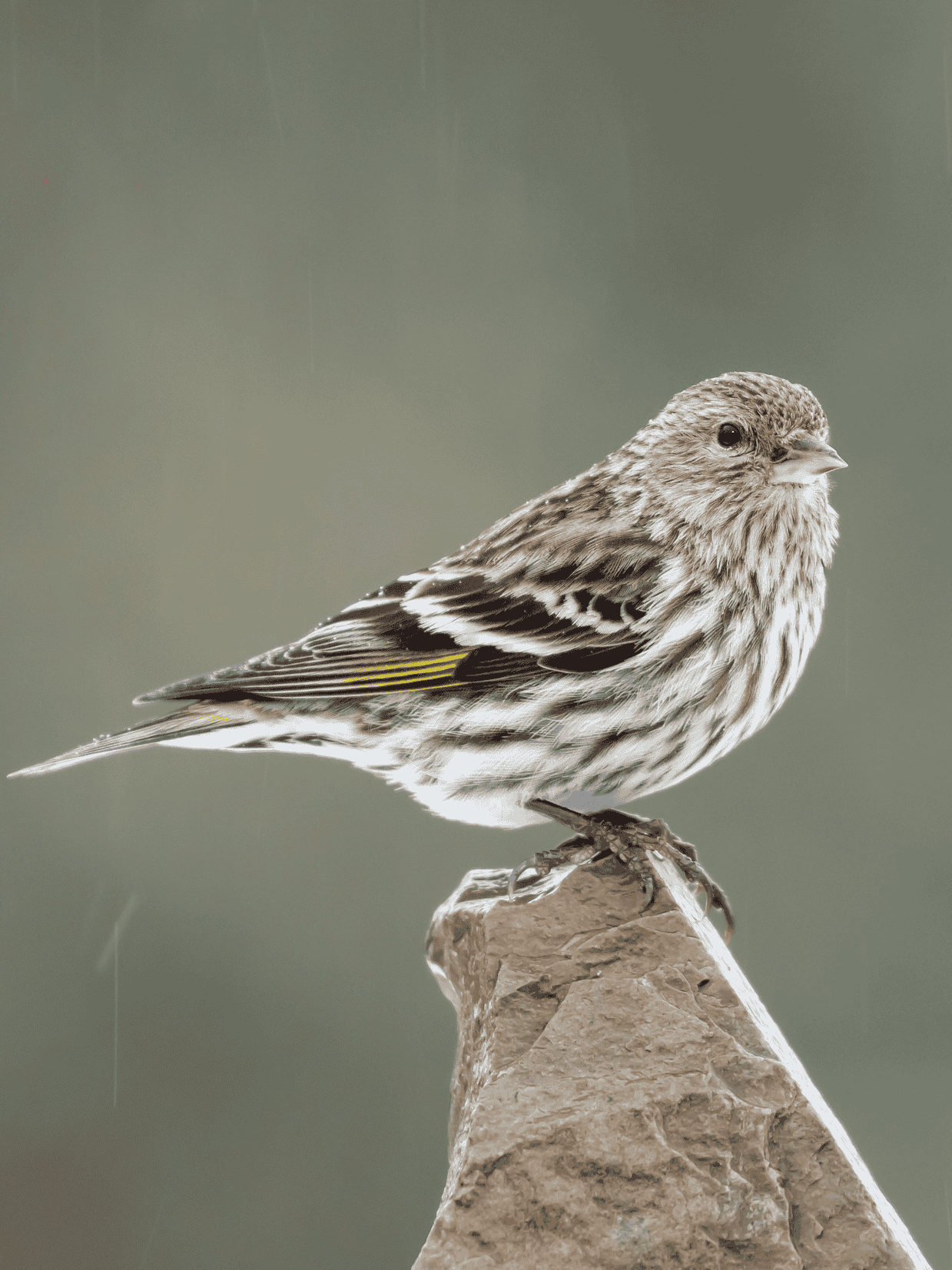 Siskin vs American Goldfinch - Birdbuddy WIKI