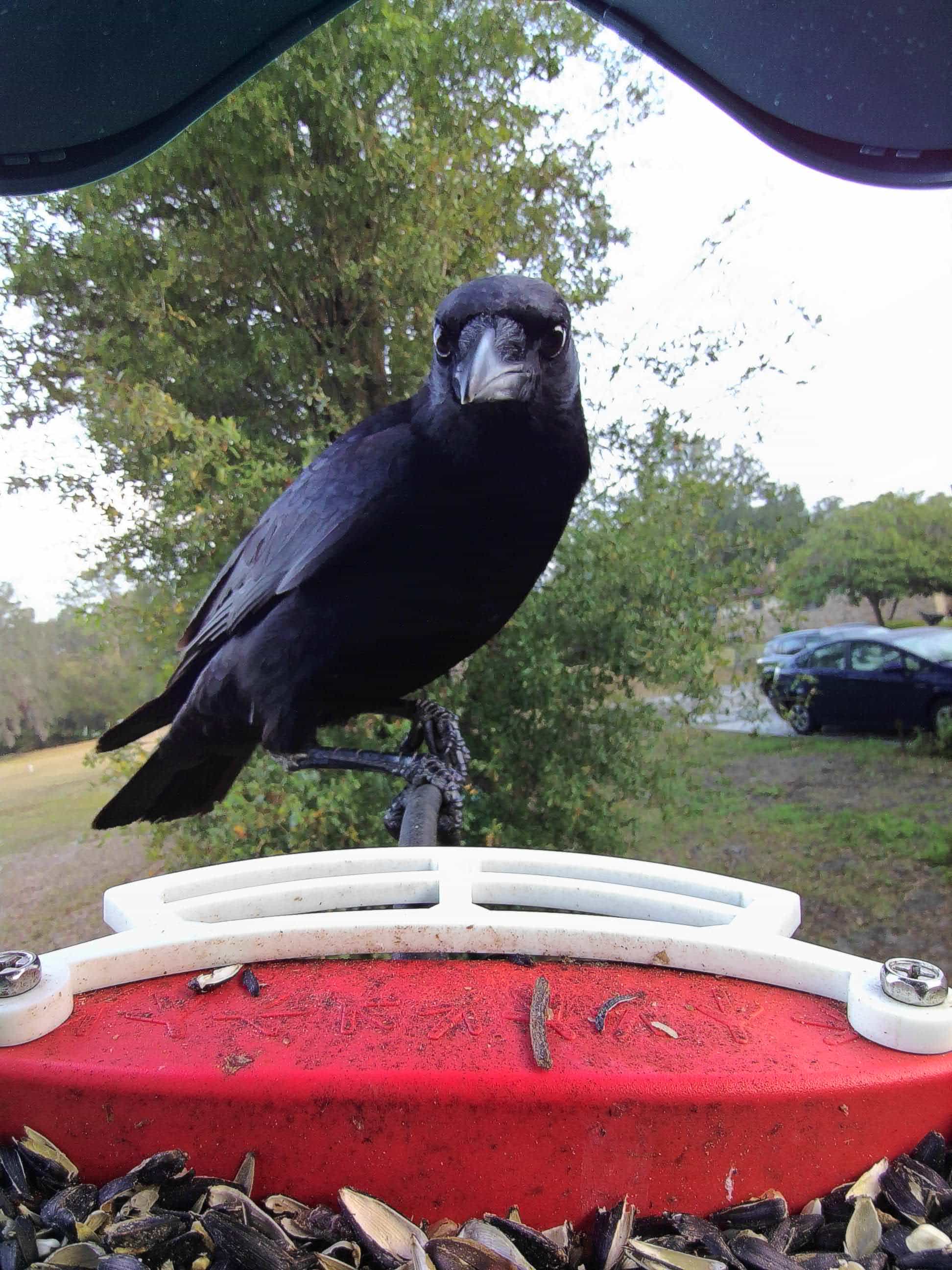 What Colors Attract Crows