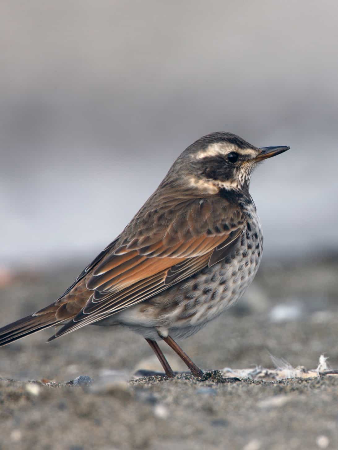 Dusky Thrush vs Mistle Thrush - Birdbuddy WIKI