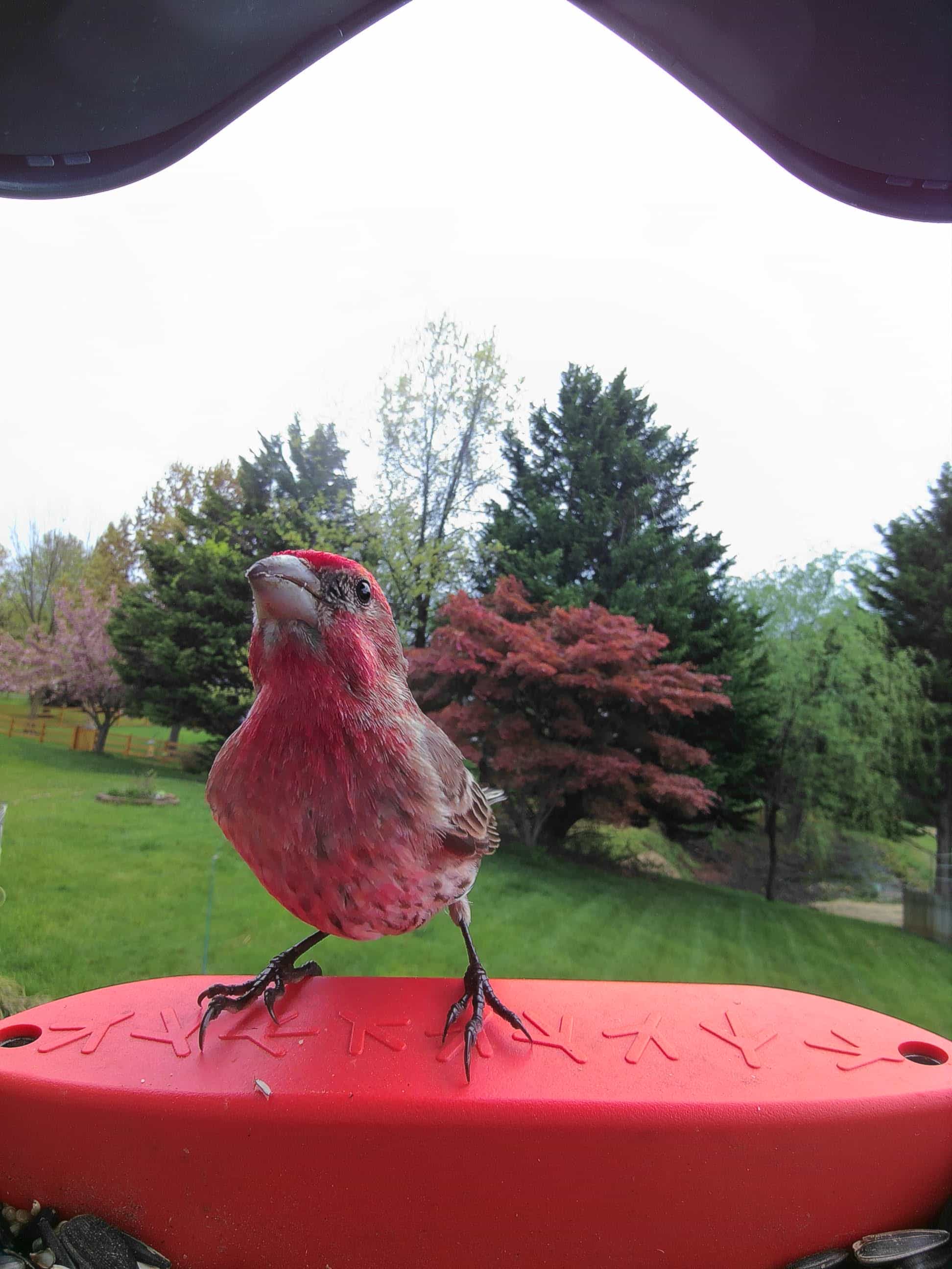 Birds in Mesquite, Nevada - Birdbuddy WIKI