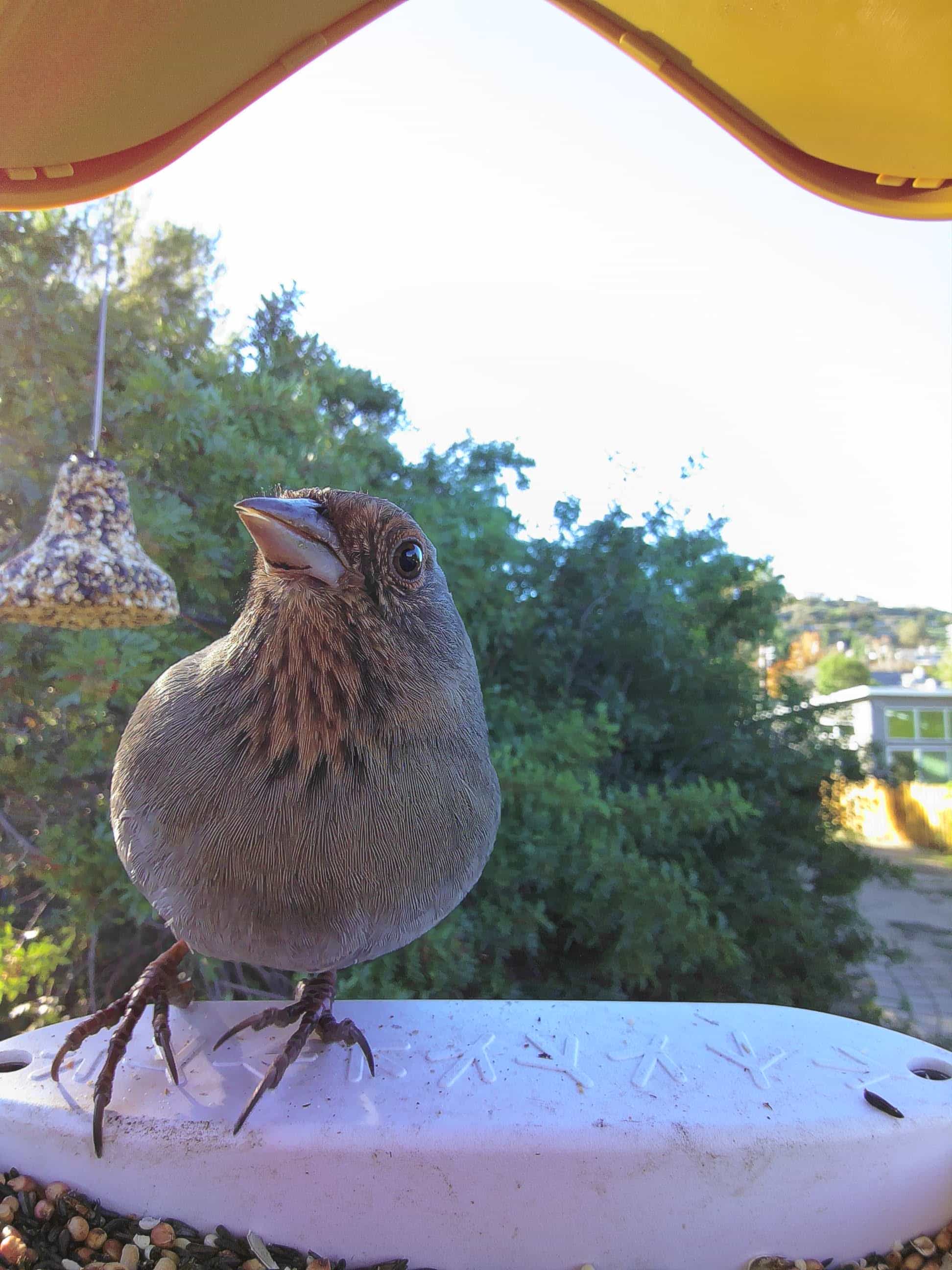 Birds in East Los Angeles, California - Birdbuddy WIKI, image size:1944x2592