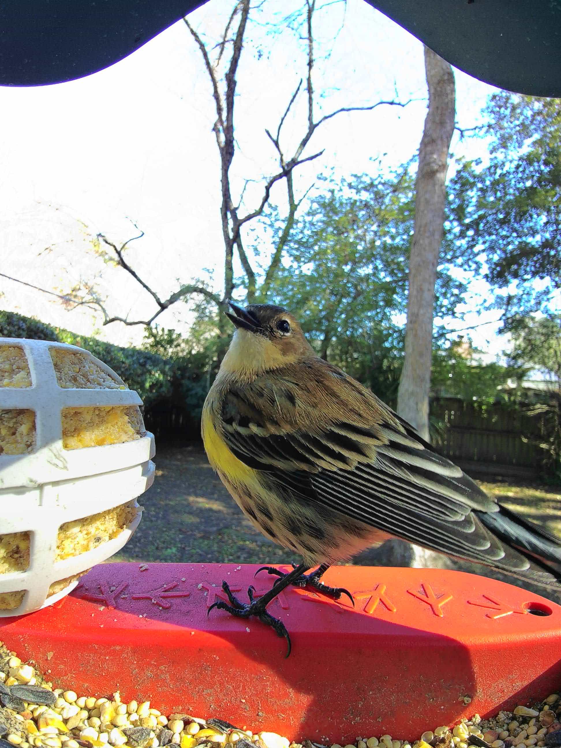 Birds in East Los Angeles, California - Birdbuddy WIKI, image size:1944x2592