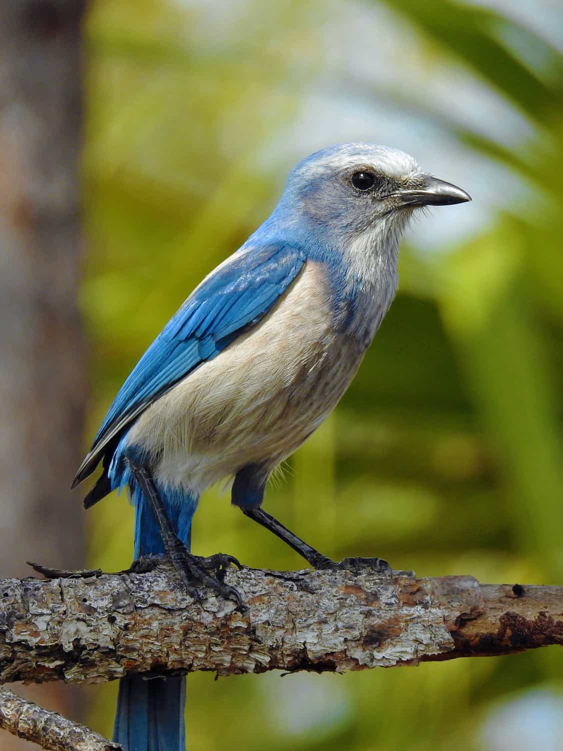  Birds　Dyynia Birds in Daytona Beach, Florida - Birdbuddy WIKI